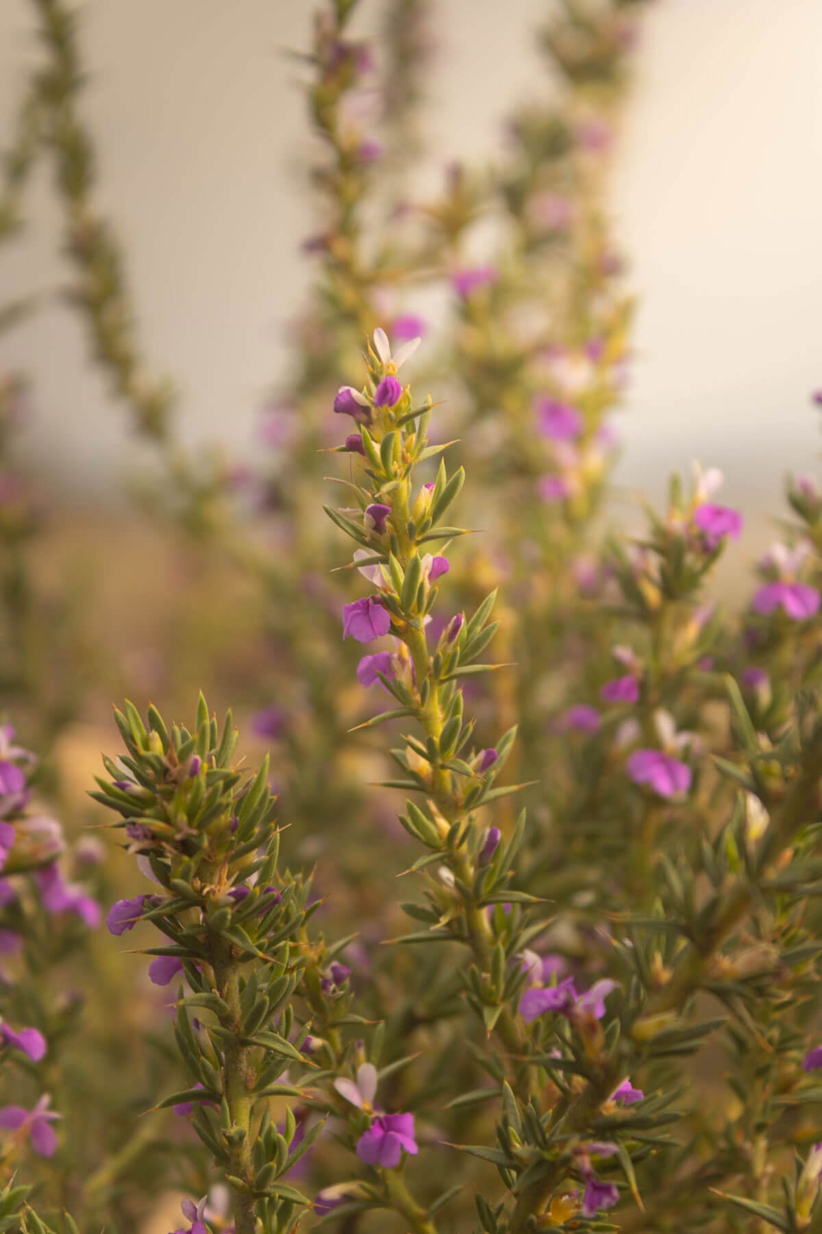 Fynbos underfoot